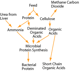 Urea Use in Ruminant Digestion