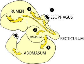 Bovine Stomach Diagram